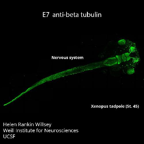 Xenopus antibody image