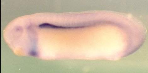 Zorn Lab image