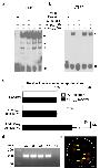 Expression Image
