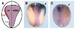 Expression Image