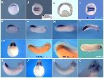 Expression Image