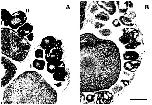 Expression Image