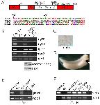 Expression Image