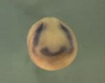 Expression Image