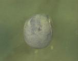 Expression Image