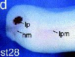 Expression Image