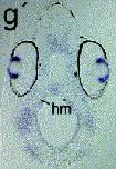 Expression Image