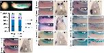 Expression Image
