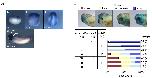 Expression Image