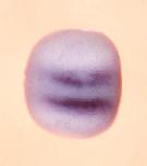 Expression Image