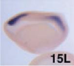 Expression Image