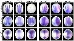 Expression Image