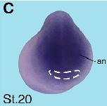Expression Image