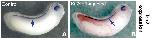 Expression Image