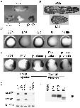 Expression Image