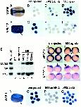 Expression Image