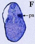 Expression Image