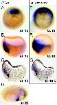 Expression Image