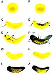 Expression Image