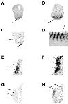 Expression Image