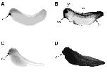 Expression Image