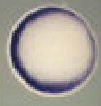 Expression Image