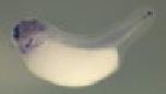 Expression Image
