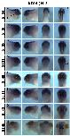 Expression Image