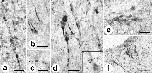 Expression Image