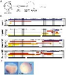Expression Image