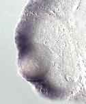 Expression Image