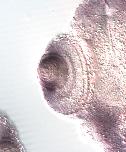 Expression Image