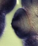 Expression Image