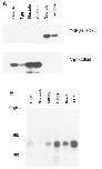 Expression Image