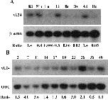 Expression Image