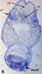 Expression Image
