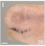 Expression Image