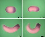 Expression Image
