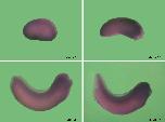 Expression Image