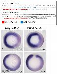 Expression Image
