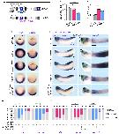 Expression Image