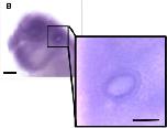 Expression Image
