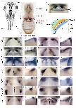 Expression Image