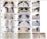 Expression Image