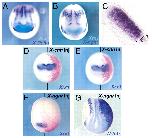 Expression Image