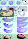 Expression Image