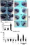 Expression Image