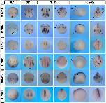 Expression Image