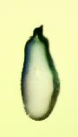 Expression Image
