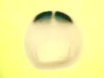 Expression Image